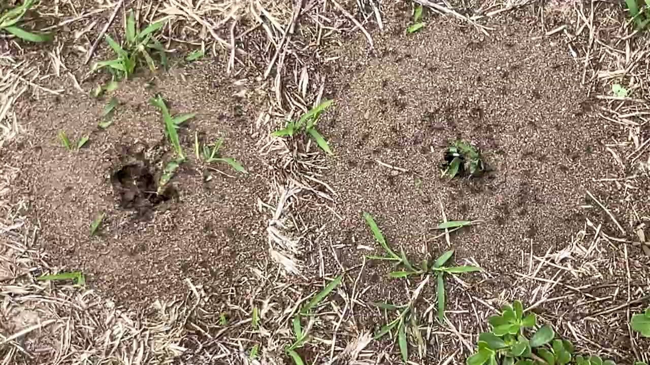 Subterranean White & Black Australian 🐜Termites Armageddon