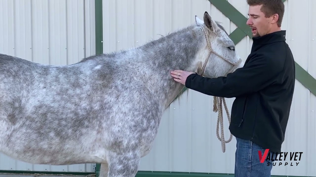 Injection Sites for Horse Vaccinations