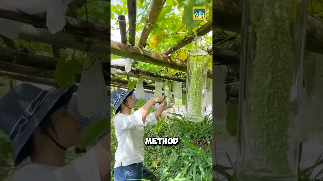 Why do Chinese people put bitter melon in bottles? #bittermelon #shorts