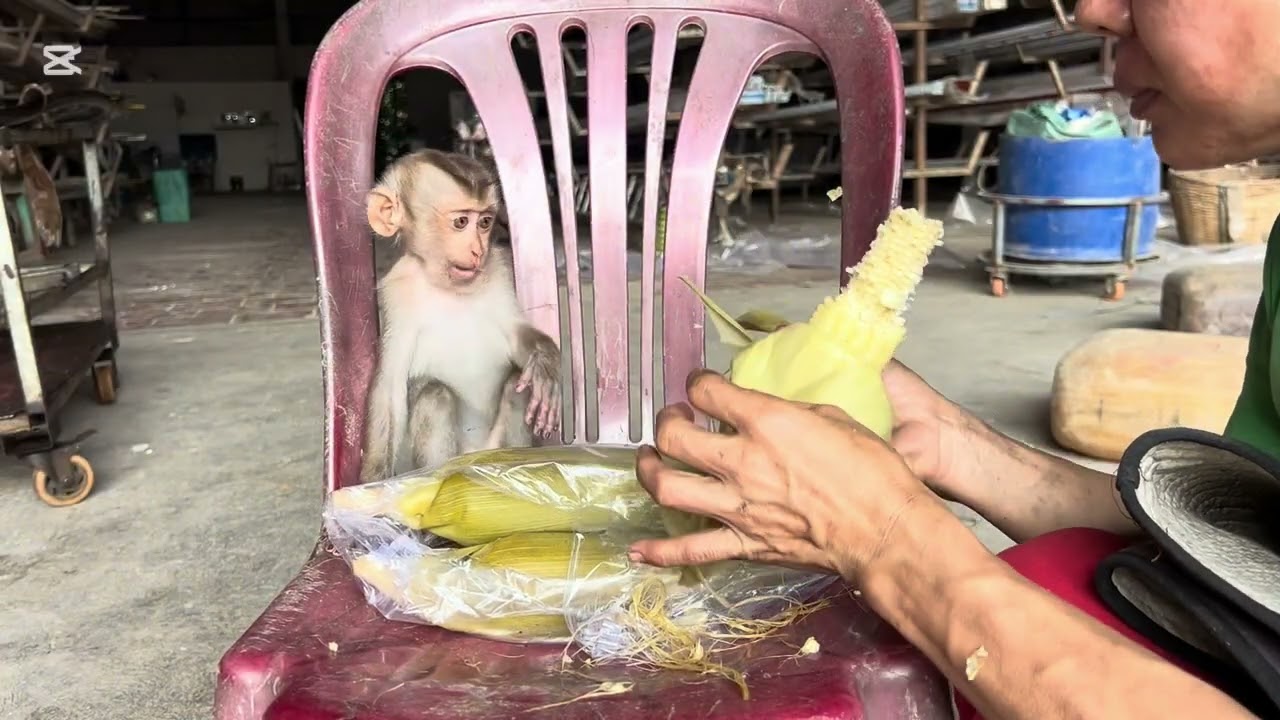 Mary eats boiled corn #asmr #monkey #mary #animals