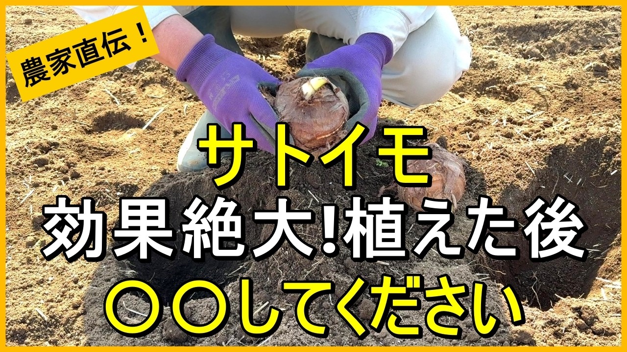 【里芋栽培】成功に導くマルチ栽培植え付けのコツ  親芋の植え方も解説【有機農家直伝！無農薬で育てる家庭菜園】　26/4/2