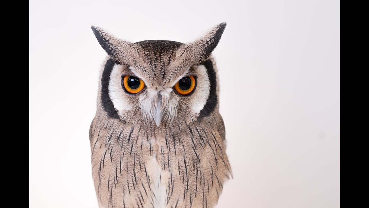 OWL JUMP🦉❗️White Faced Scops Owl // Name : HONEYBEE