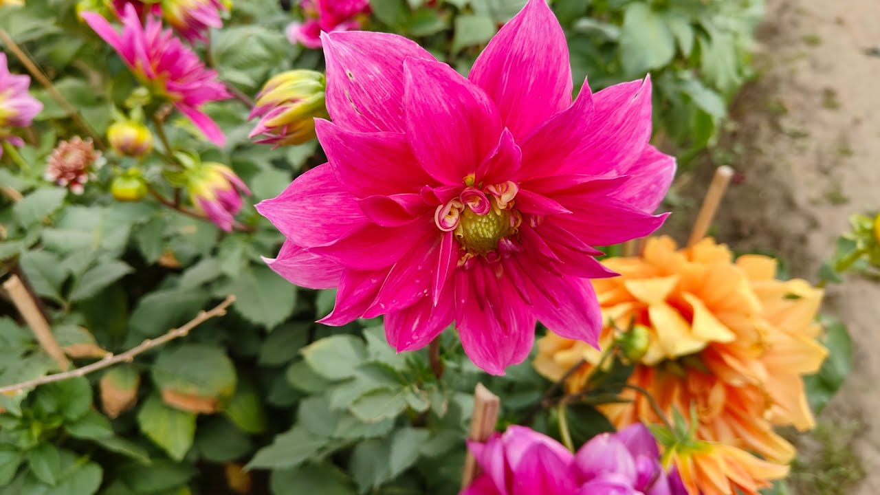 Flowers to plant in February for a colorful spring 🌼🌱#blooming #flowers #spring #kuki ki duniya 