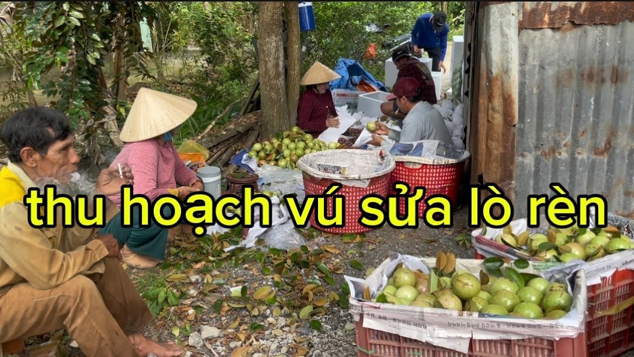Một ngày đi thu hoạch vú sửa bất ổn