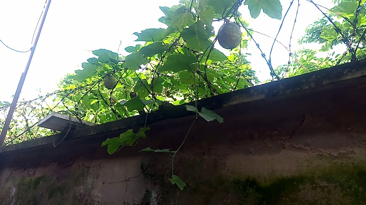 TAGIRI (Christmas Melon) FOR NEWCASTLE POULTRY DISEASE