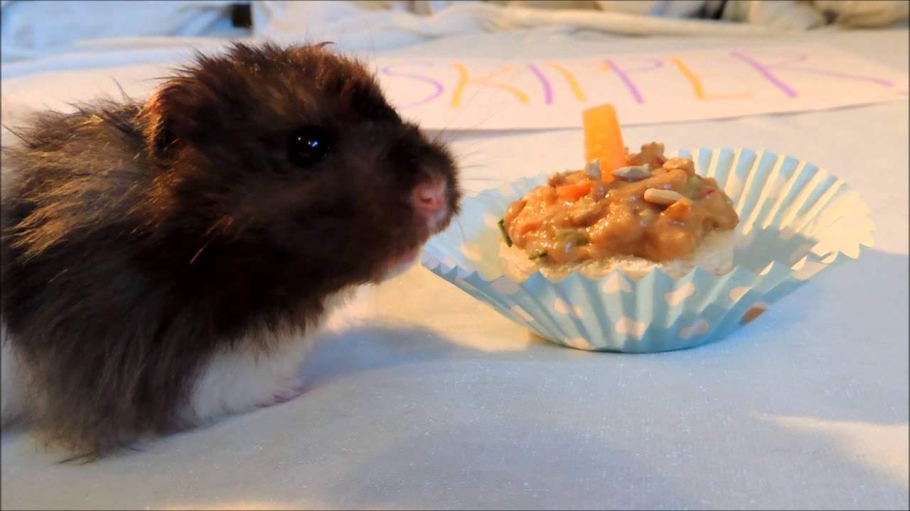 Cute hamster eating birthday cake - Skipper