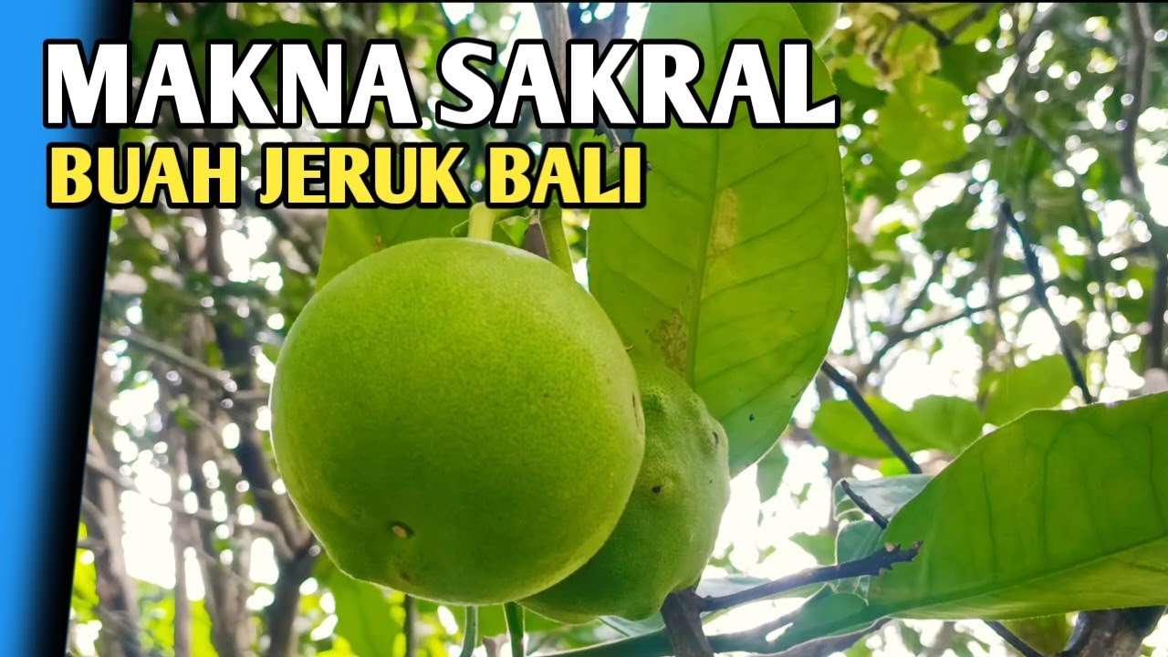 Simbol Jeruk bali yang jarang di ketahui