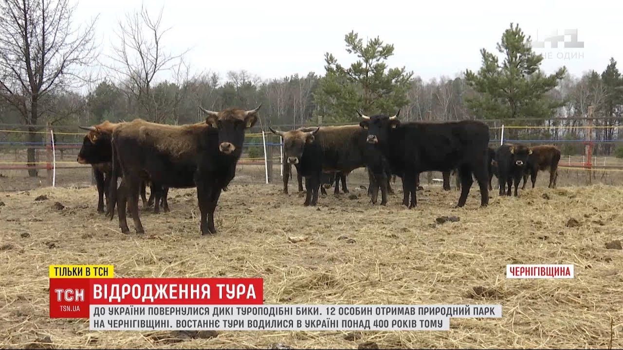 Прадавні тури повернулися до України: 12 особин отримав природний парк на Чернігівщині