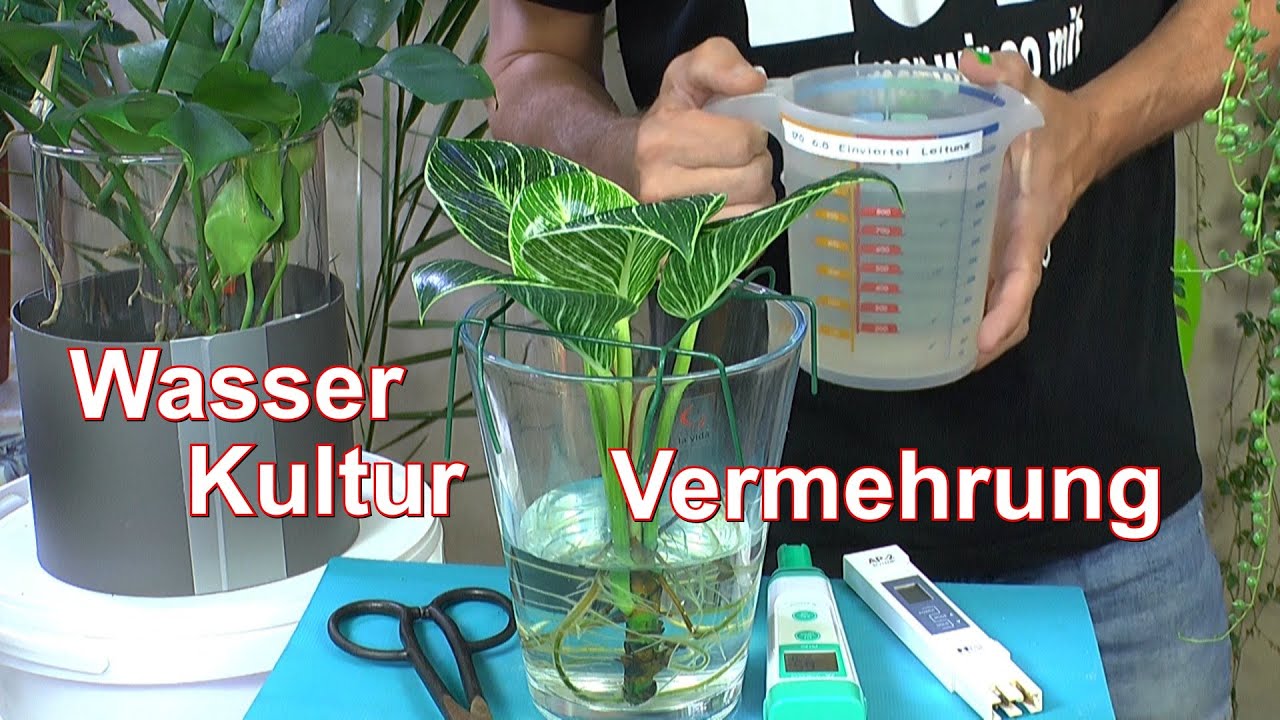 Monstera Adansonii vermehren. Wasserkultur Raphidophora und Philodendron Birkin Hydroponik