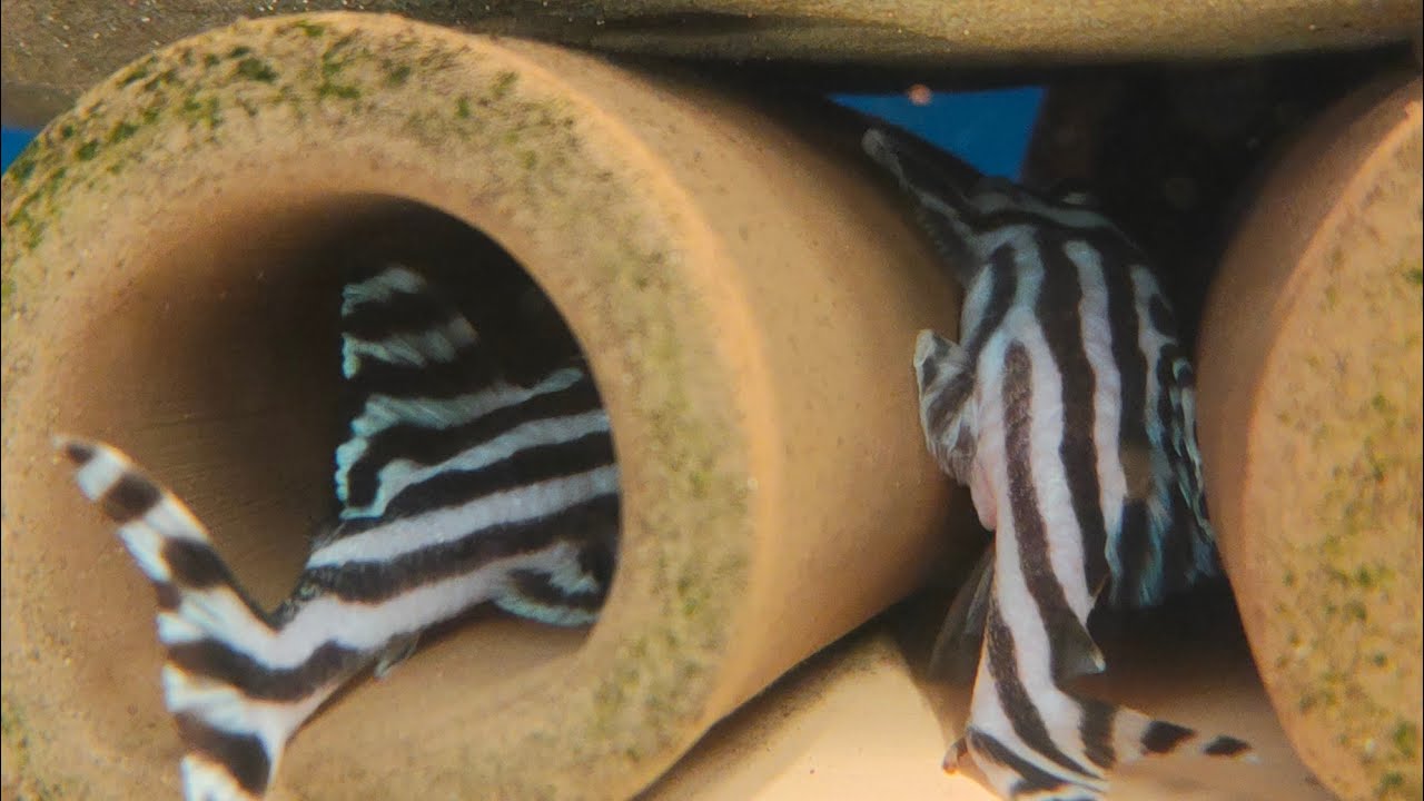 Hypancistrus sp L46 zebra pierwszy dzień życia