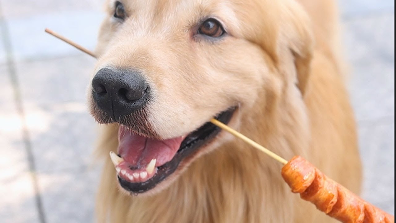 Golden Retriever Luhu：No one can lying me,cause i'm very smart dog🐕🐕#dog #pets #puppy