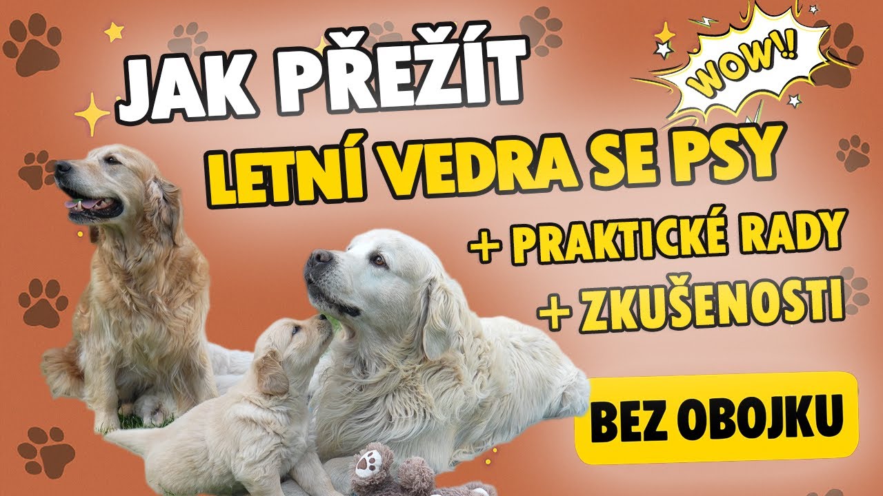 Vysoké letní teploty a psi 🐶