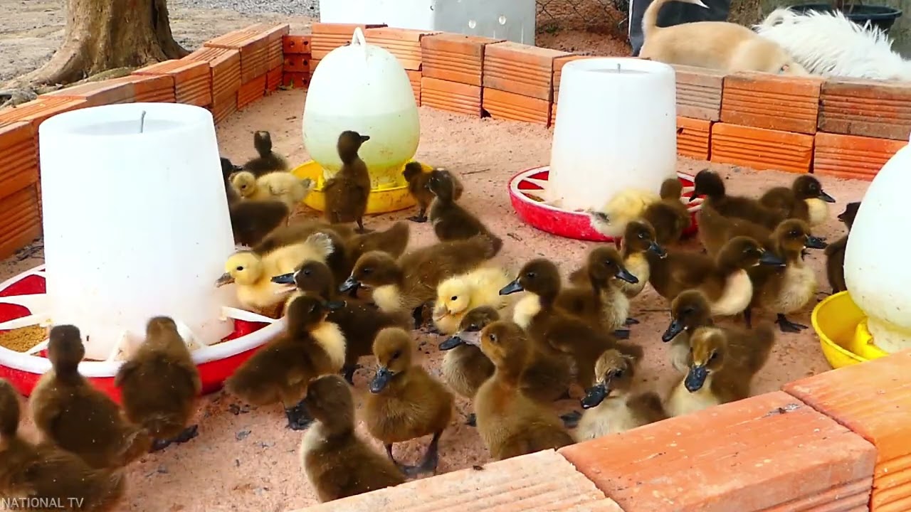 Ducklings first feed after hatching !Care of Duck Baby ducks in Field