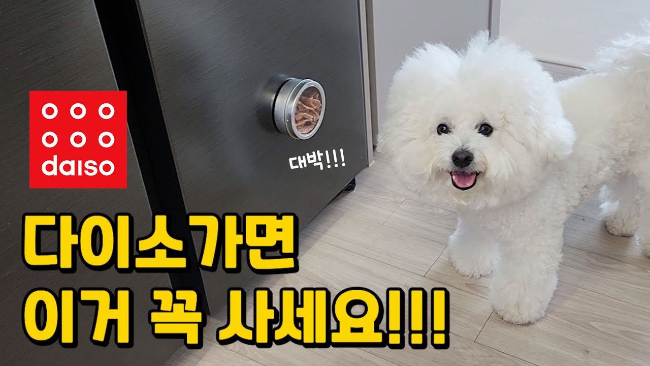 다이소가면 꼭 사세요!! 강아지용품 추천템 10가지