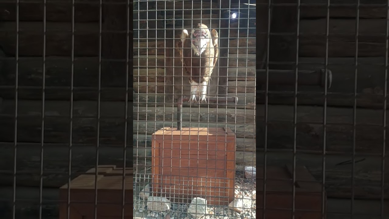 vultrix portaventura full version