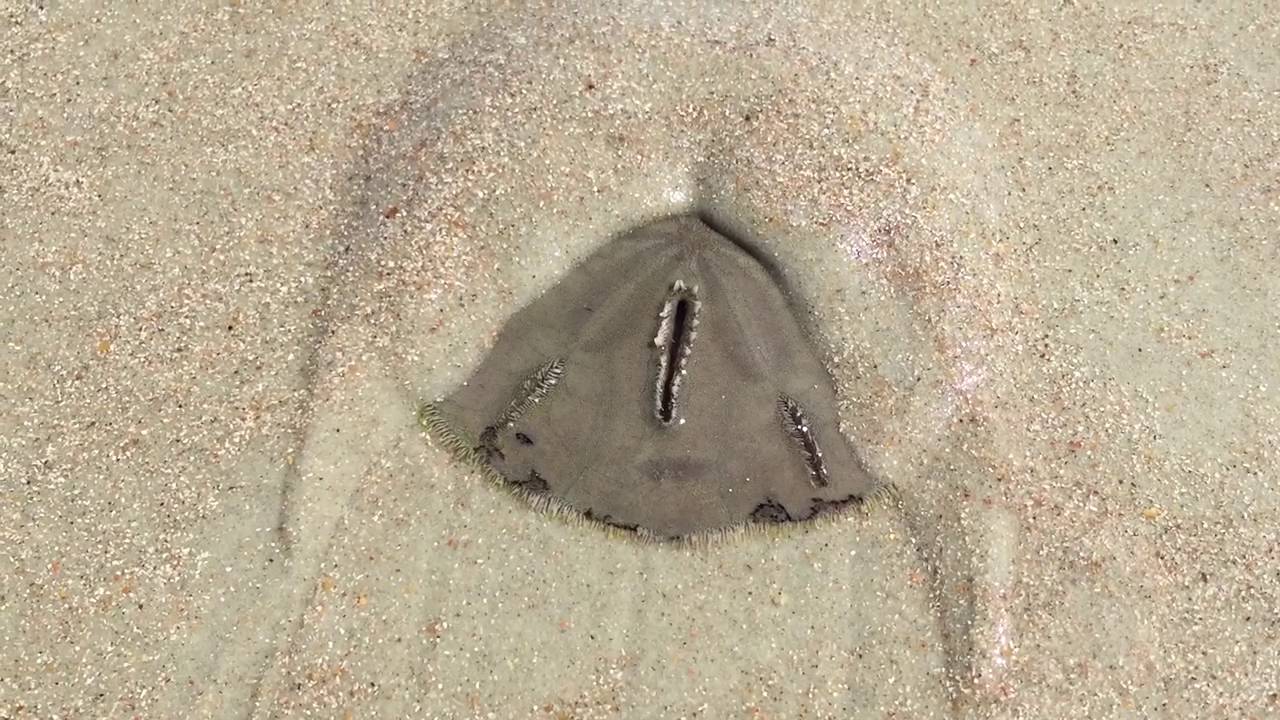 Sand Dollar - Living - Moving in the Sand!!