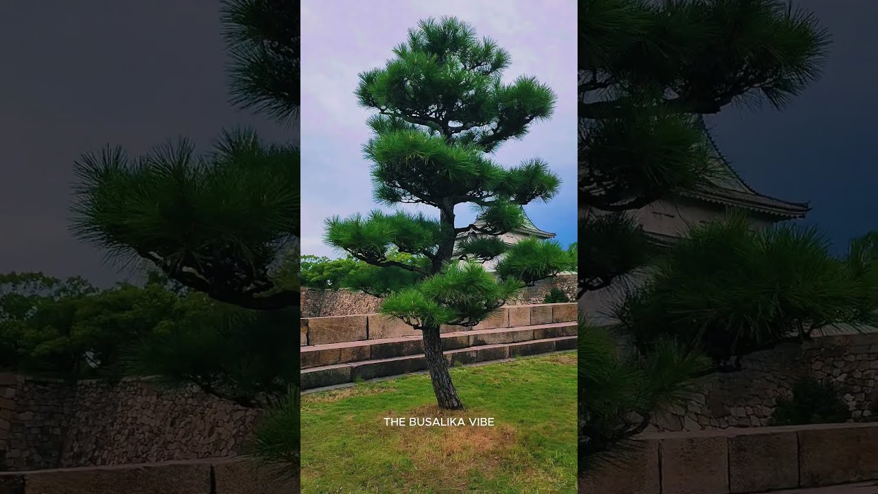 Exploring the Majesty: A Short Trip to Osaka Castle