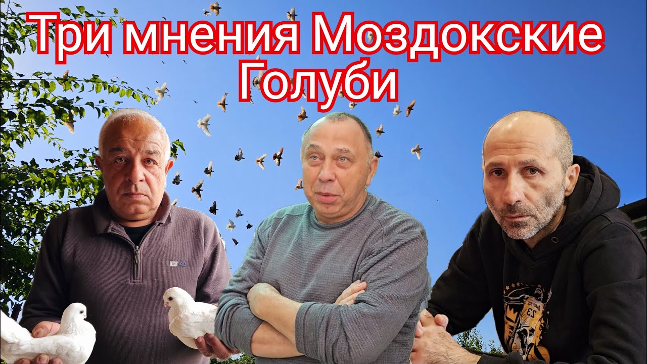 Три мнения за Моздокских голубей