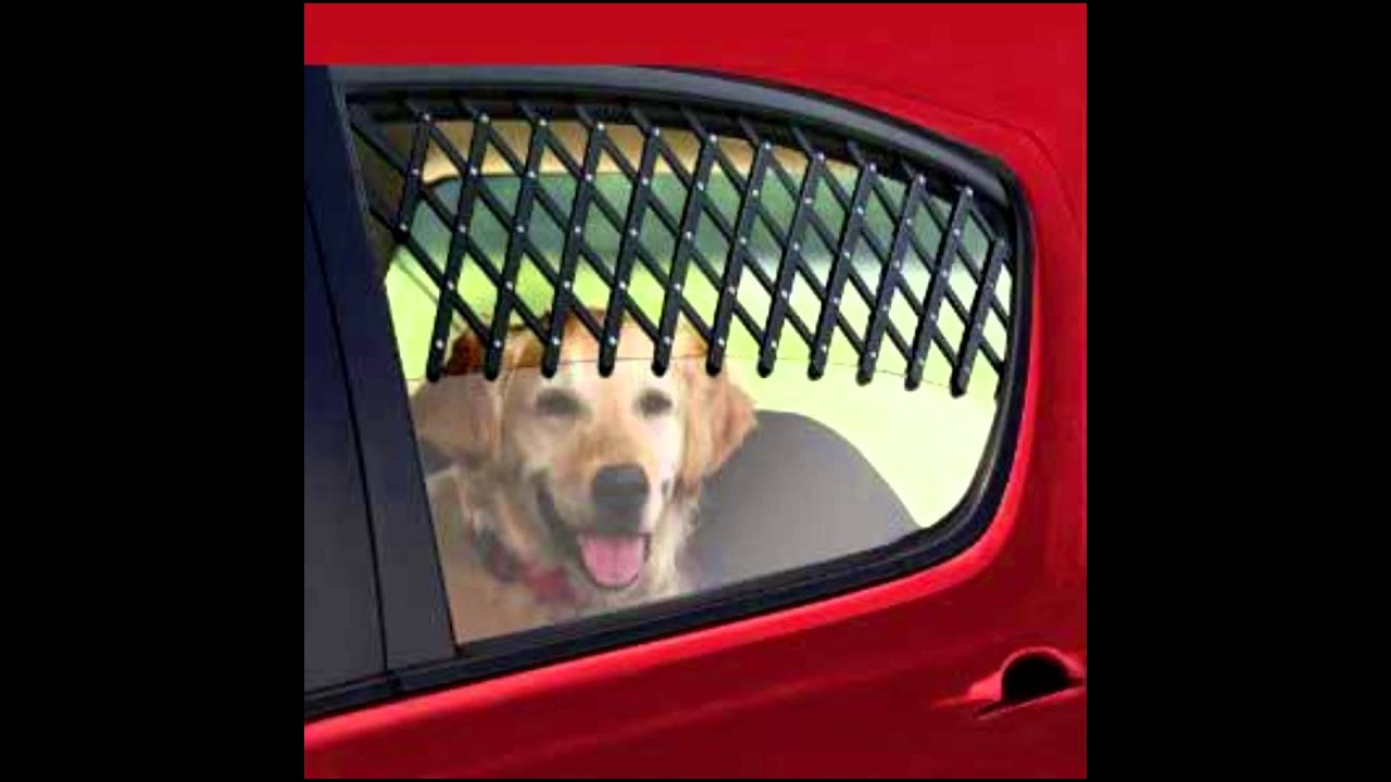 Pet Travel Safety With Canine Auto