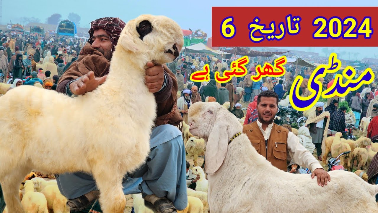 Bakra Mandi 2024