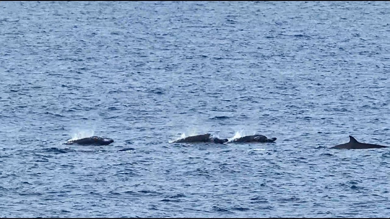 Shepherd's Beaked Whales