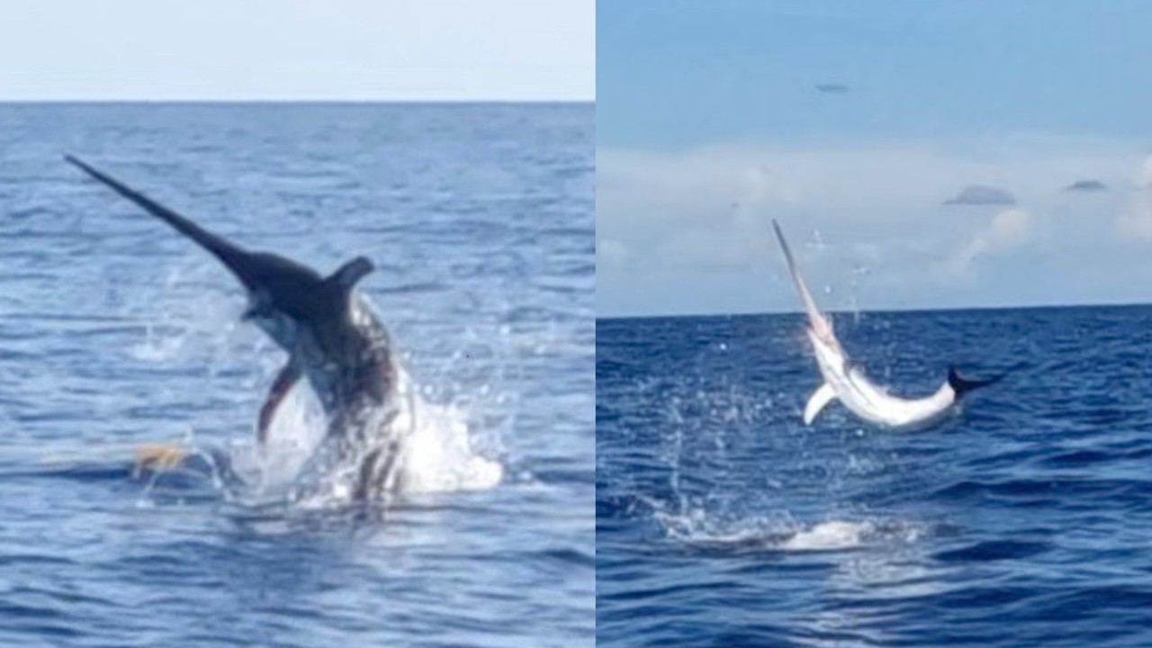 The Most Incredible Swordfish Footage Ever Filmed!