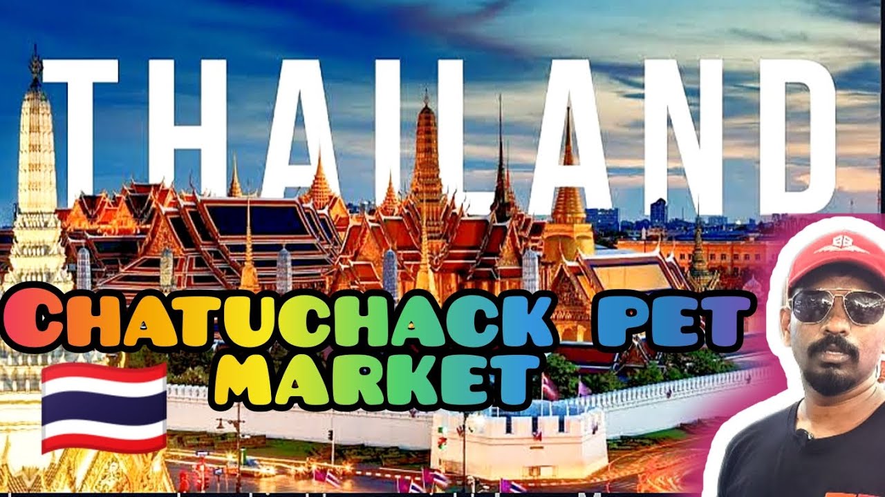 Asia's Biggest pet Market | ಕನ್ನಡ ಸಾಕುಪ್ರಾಣಿಗಳ ವಿಡಿಯೋ |  Chatuchak pet Market |