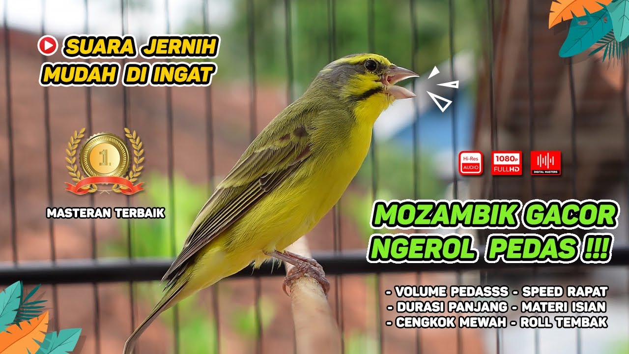 Mozambik GACOR‼️ Cocok untuk Masteran dan Materi ISIAN KENARI #04