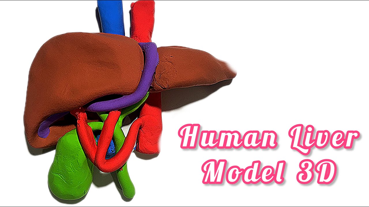 How to make Humar Liver Model 3D | Human Organs | Clay Models for Kids #clayart #kidsvideo #liver