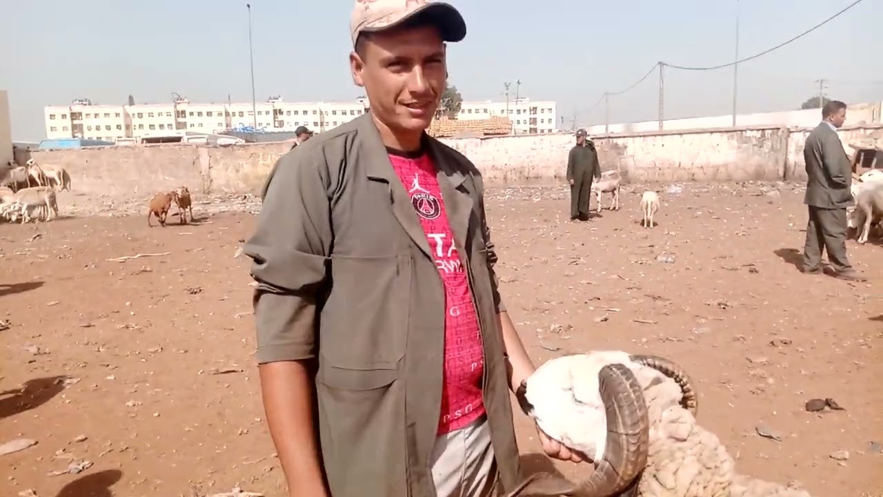 تامن طيح بزاف في نعجا و لحوليا و لحولي في سبيت تيط مليل بي تاريخ 2/8/2025🐏🐑🤯🥰🥰