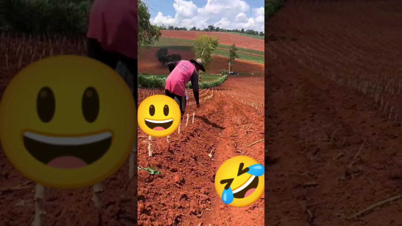 jeito diferente de plantar mandioca, ser&aacute; que d&aacute; certo deixe 👍 ative 🔔 comenta