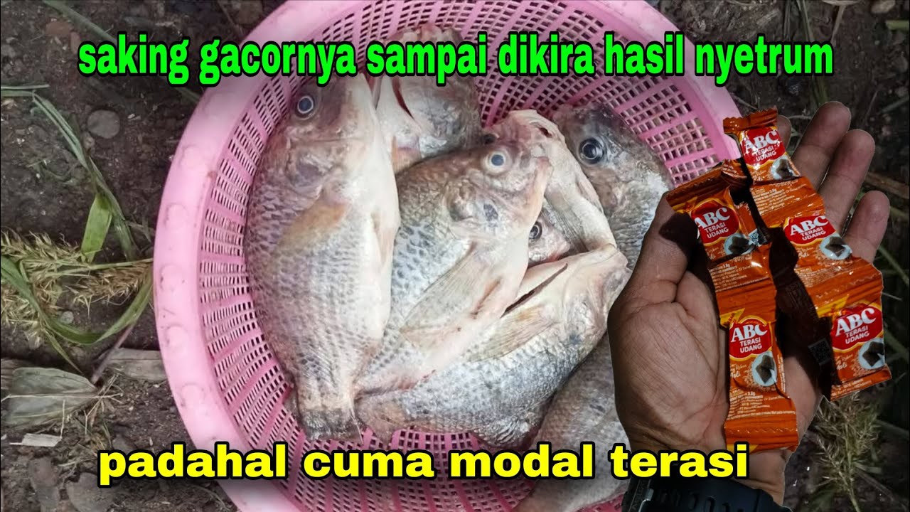 Belum pernah terpikirkan sebelumnya ternyata ikan nila sangat suka terasi #210
