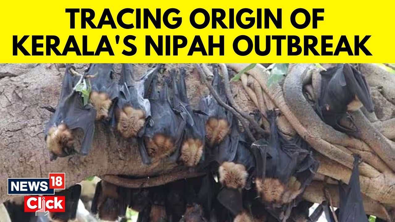 No Nipah Virus Cases For 2nd Day | Kerala Health Minister Confirms 'No Second Wave' | News18 | N18V