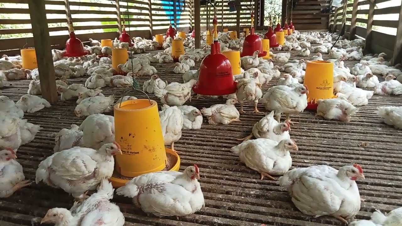 Umur 33 hari bobot 1,8 rata2