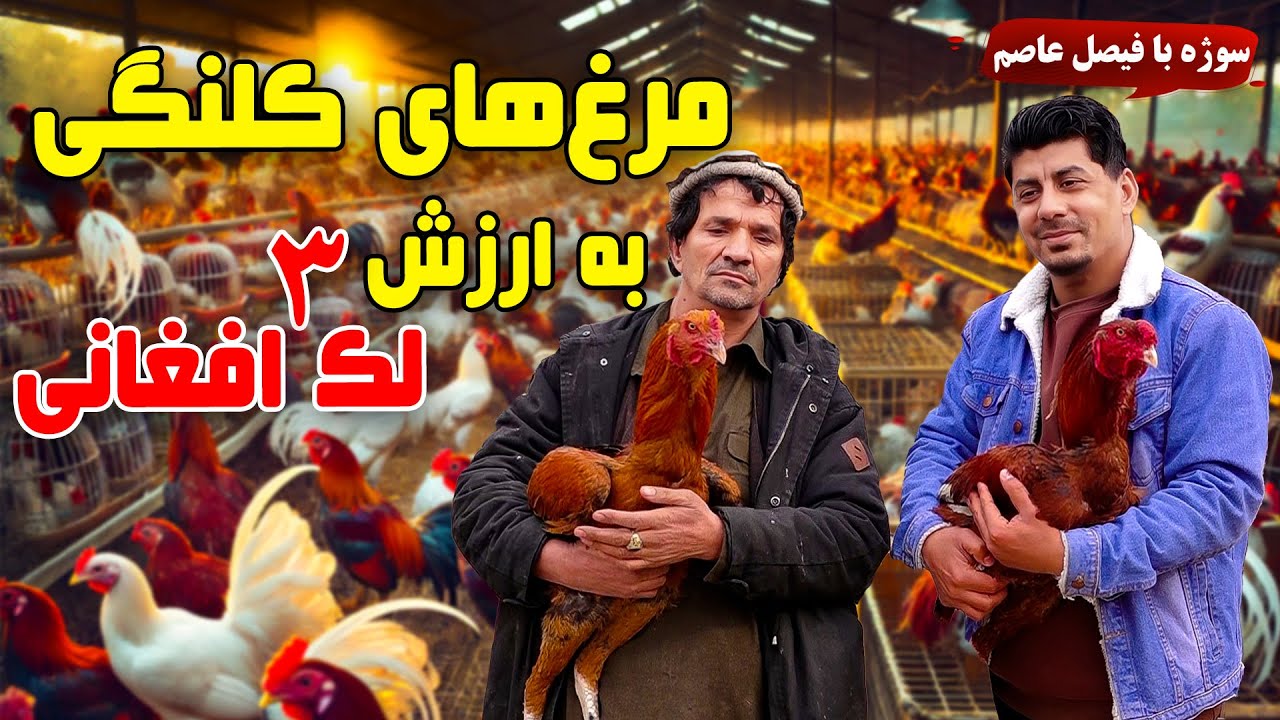 Sozha: Kolangi fowl at AFN 300,000 🐓 / سوژه: مرغ های کلنگی به قیمت سه صدهزار افغانی 🐓