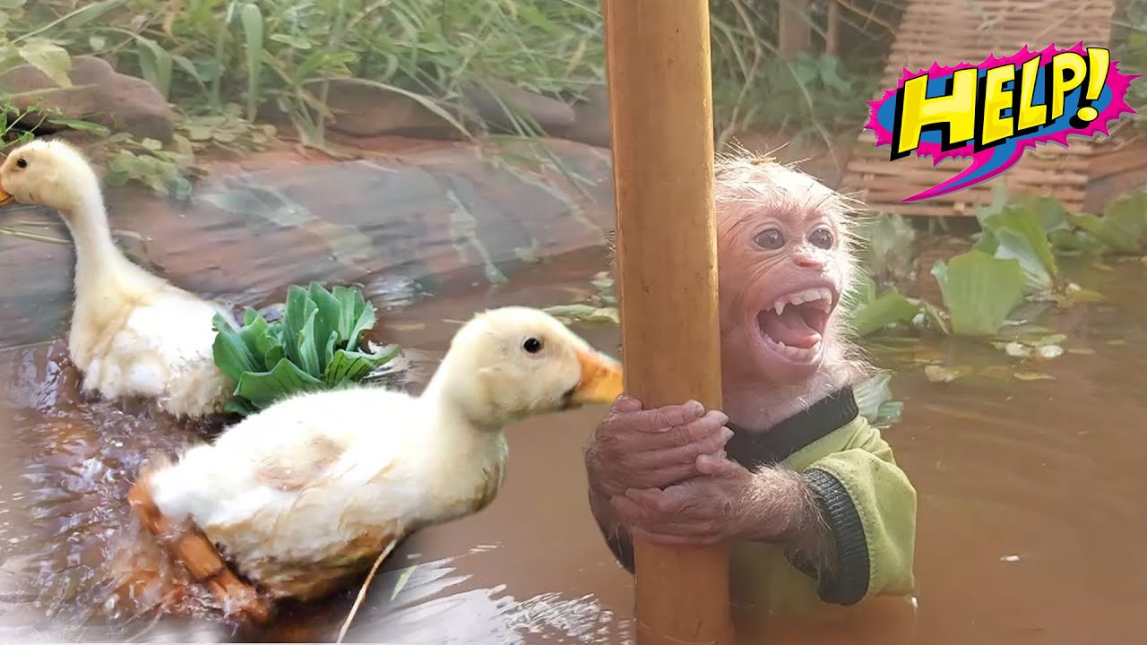Bon monkey was attacked by ducks when he fell into their pond