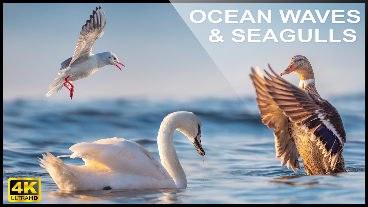 4k Soothing OCEAN WAVES & SEAGULLS Sleep Sounds - Seagull Sounds, Sounds of The Ocean, Swans & Ducks