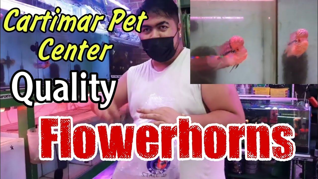 Cartimar Pet Center Quality Flowerhorn Fish || Imported Thai Zenzhou