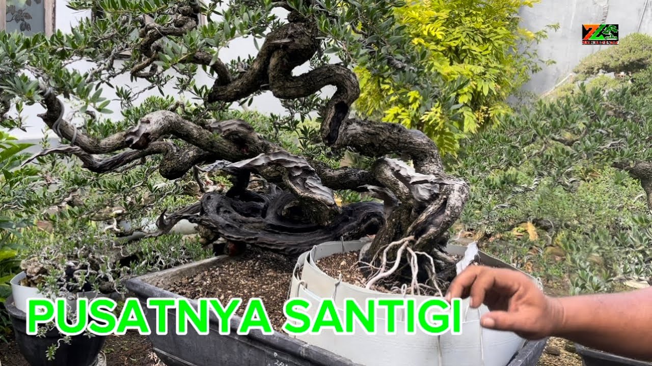 MEDIA TANAM SANTIGI DISINI LAIN DARI PADA YANG LAIN