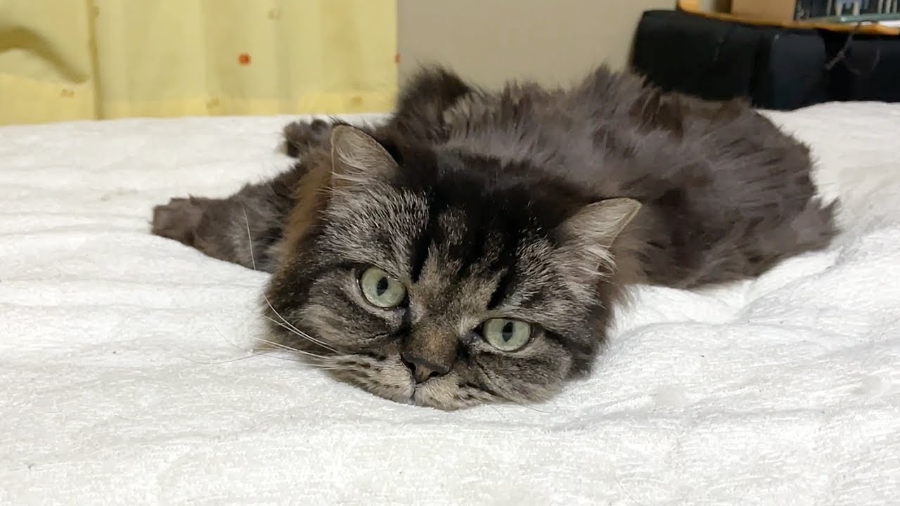 捨て猫で引きこもりの老猫がとうとうこんな風になりました…【老猫保護】