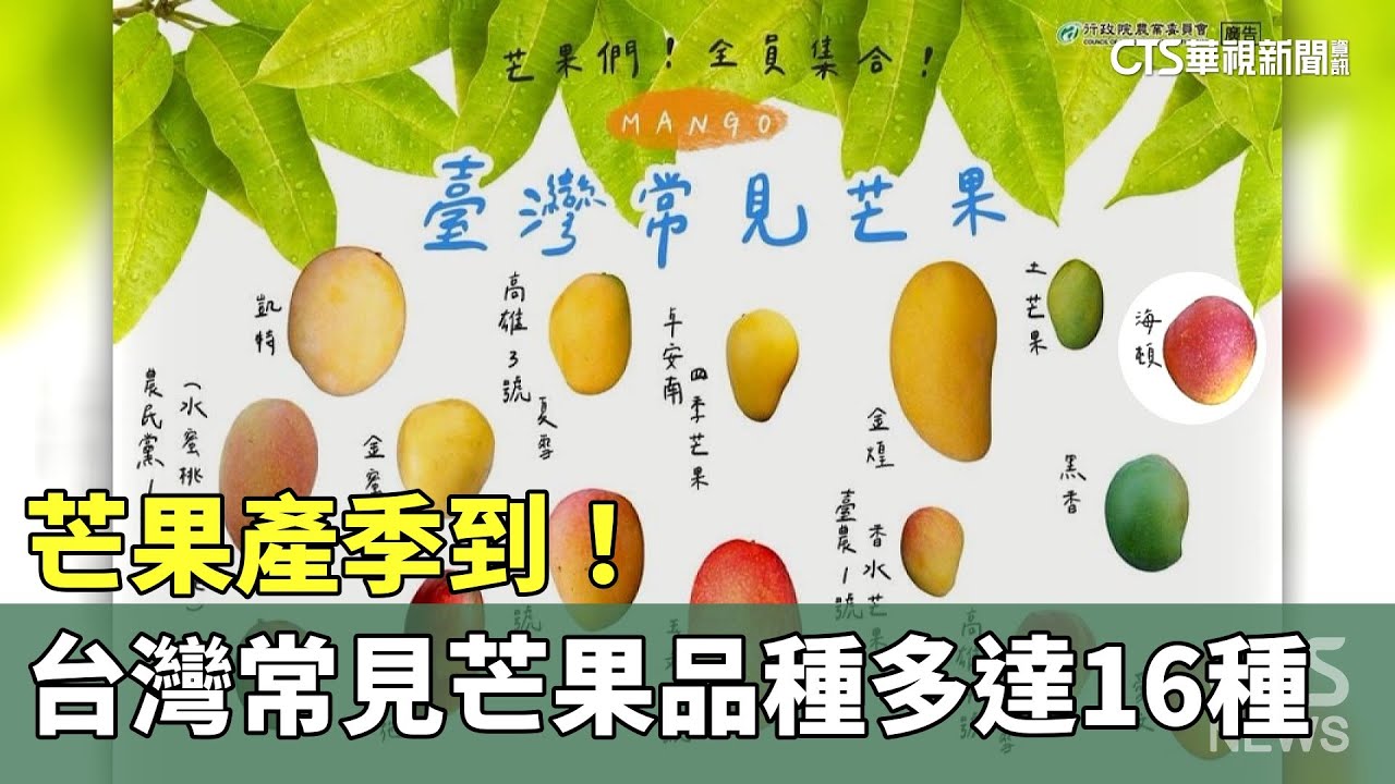 芒果產季到！　台灣常見芒果品種多達16種｜華視新聞 20230622