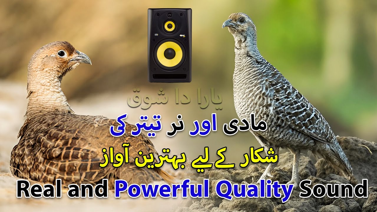 Real and Powerful Quality Sound | Female Teetar Hunting Voice | Partridge Sound Francolin Voice