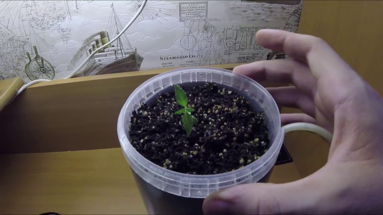 Домашнее выращивание Kannabisa   САМАЯ ДЕШЁВАЯ ГИДРОПОННАЯ УСТАНОВКА ДЕНЬ 19