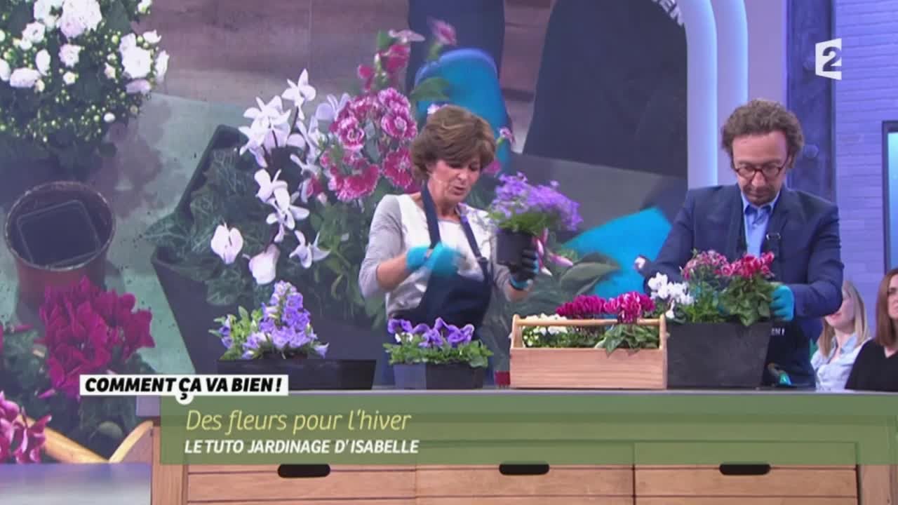 [JARDINAGE] Des fleurs pour l'hiver #CCVB