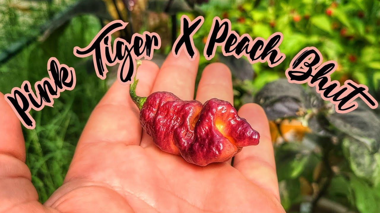 Pink Tiger x Peach Bhut