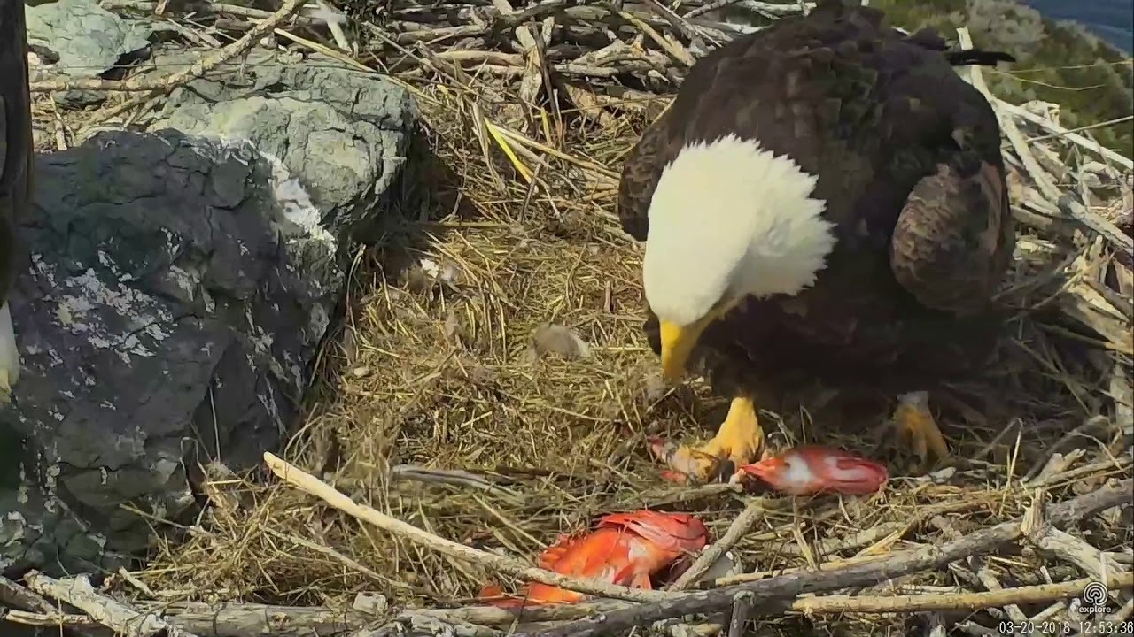 03-20-18 West End eagles; feeding the new baby.