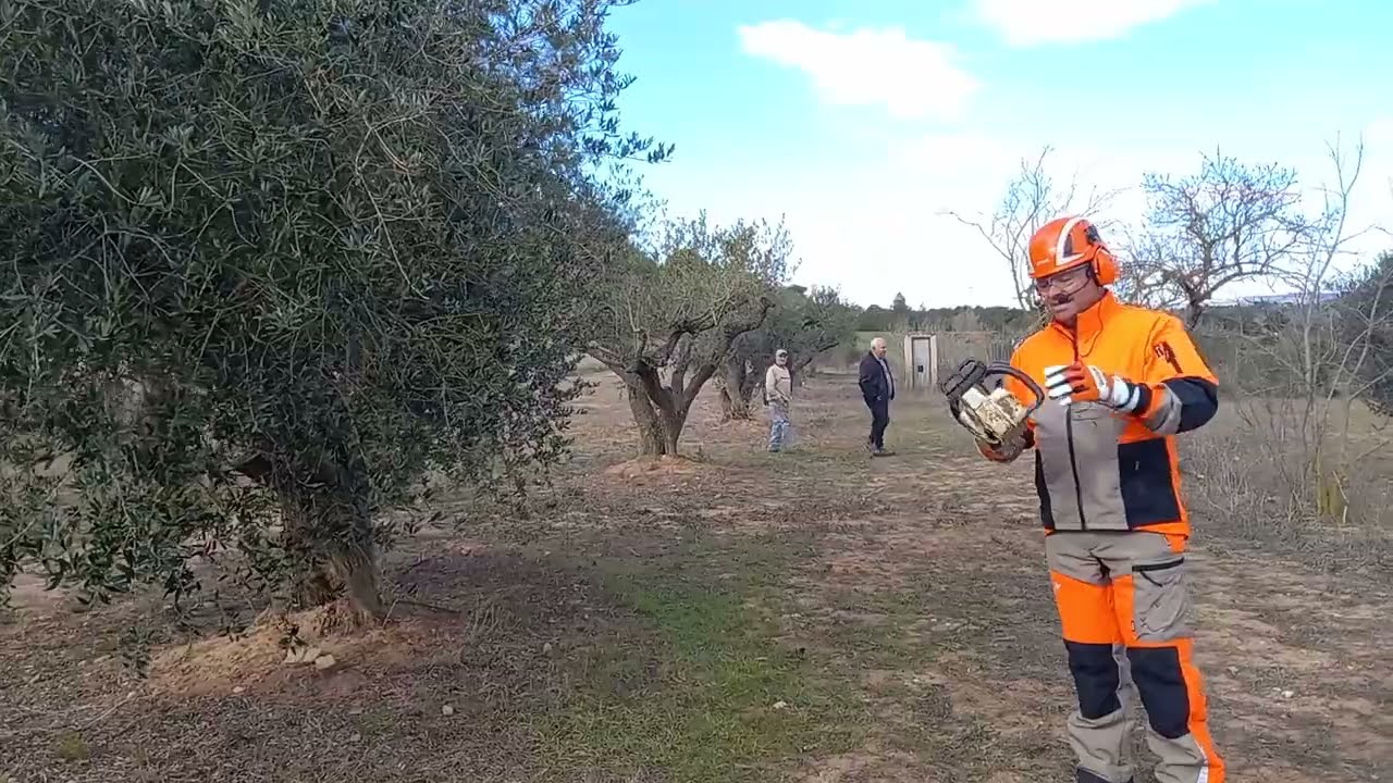 PODA OLIVO JAÉN VÍDEO 29 BIS