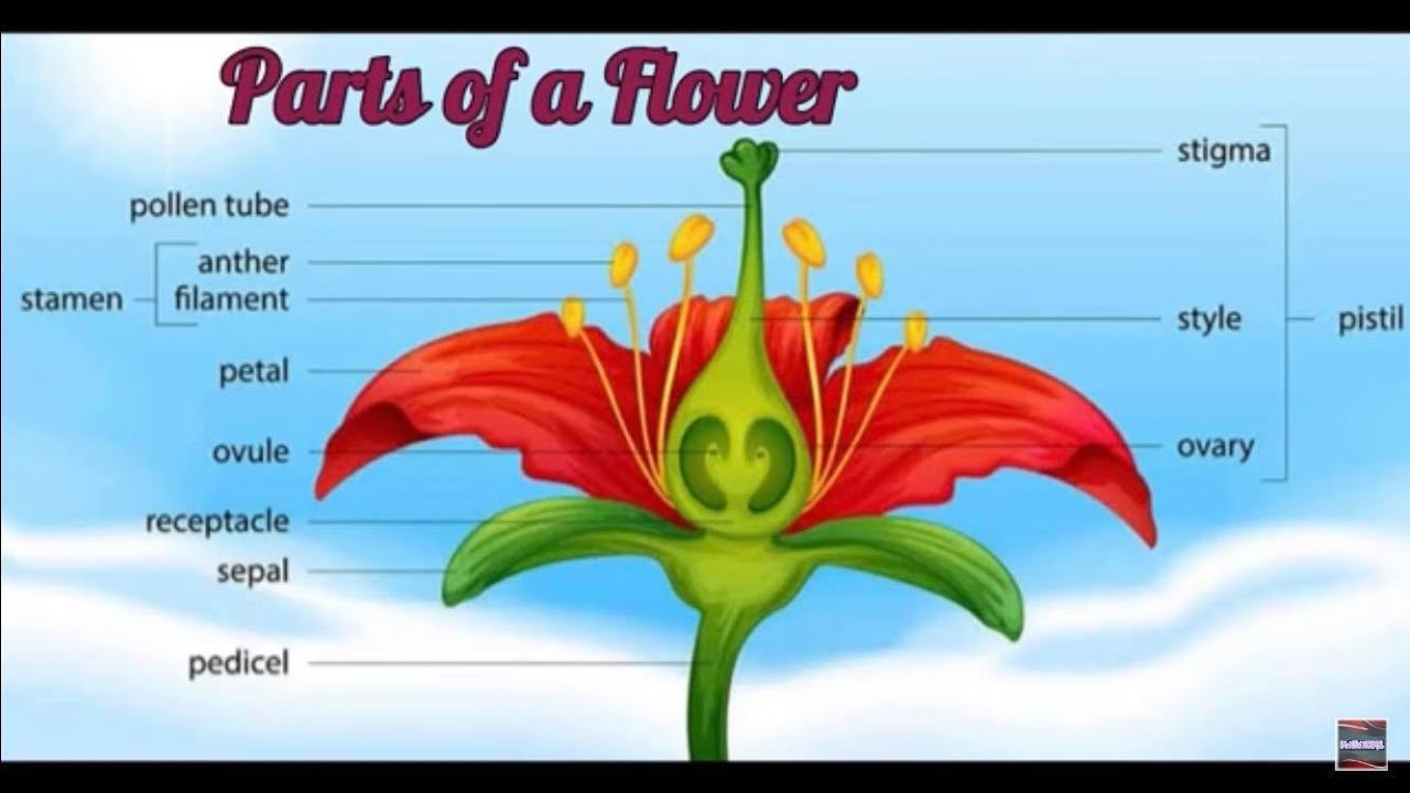 Parts of a Flower and their Functions