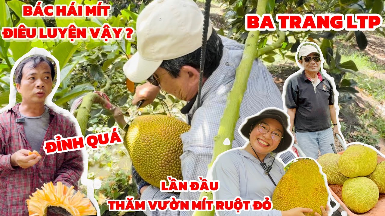 A Thái sửng sốt khi chứng kiến ba Trang LTP U70 tuổi lần đầu cắt mít ruột đỏ tại vườn, cười muốn xỉu