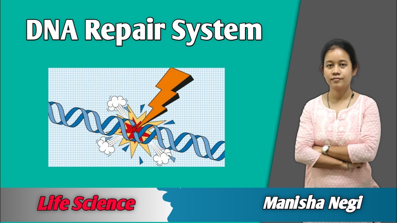 DNA Repair System | Life Sciences | Avyan Ias Academy - CSIR UGC NET | Manisha Negi